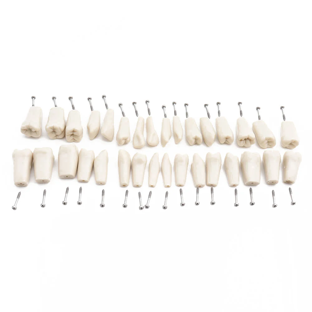Dental Teeth Model Replacement Screw-in Standard Typodont Practice Filling Restoration Frasaco Jaws AG3 Original Type