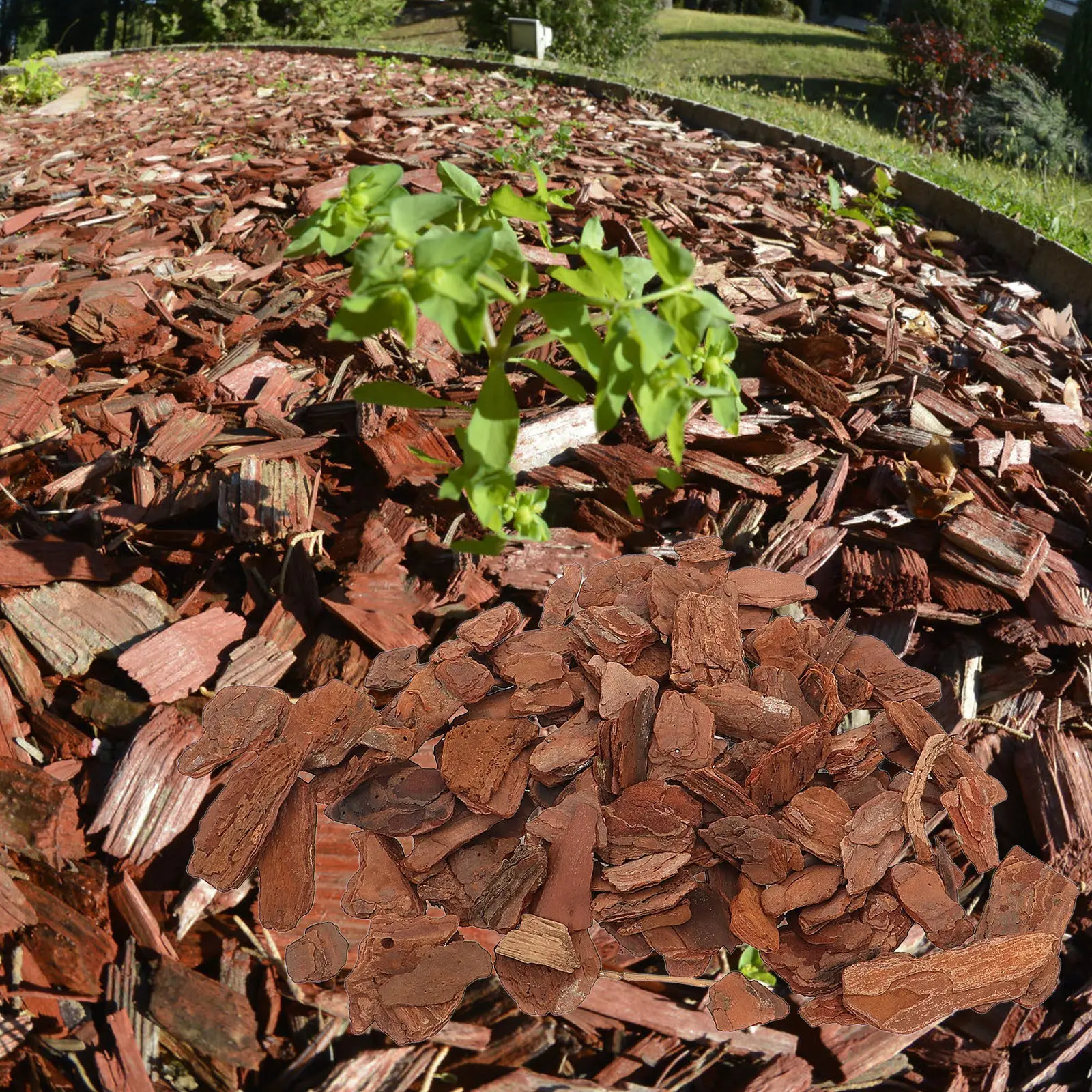 Reptile Bark Bedding Tree Bark Chips Natural Decor Terrarium Bedding Reptile Tank Supplemental Decoration Terrarium Decorations