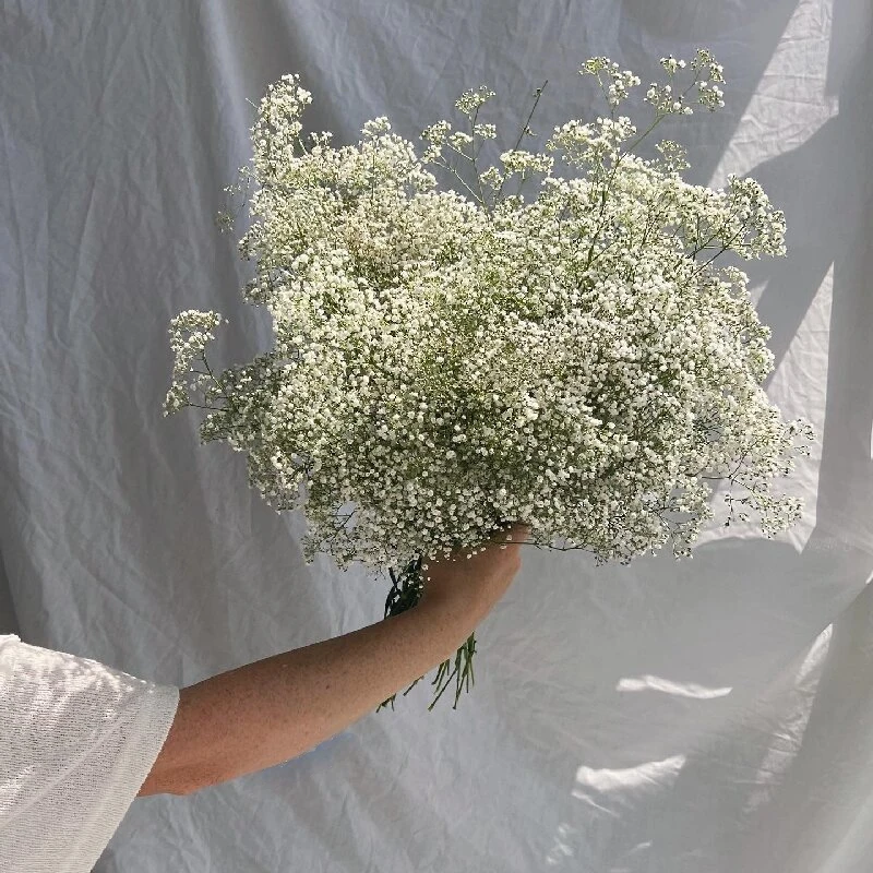 

Baby's Breath Dried Flowers Bouquet Gypsophila Fleurs Sechees Flores Artificial Flowers Home Decor Christmas Wedding Decoration