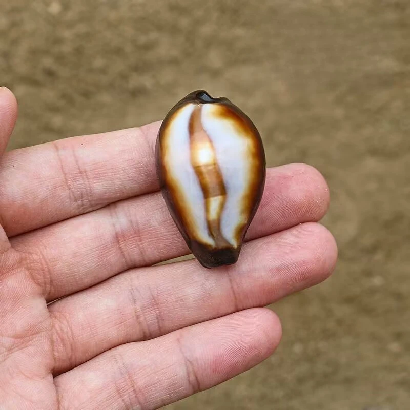 New Natural Small Conch Shell Agate Snail Rare Specimen Fish Tank Landscaping Home Window Decoration Creative Gift High Quality