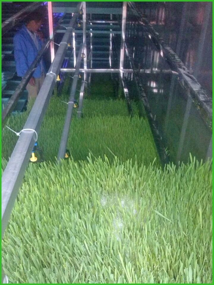 Industrial Hydroponic Fodder Growing System, Green Grass Barley Sprouting Machine for Animal Forage