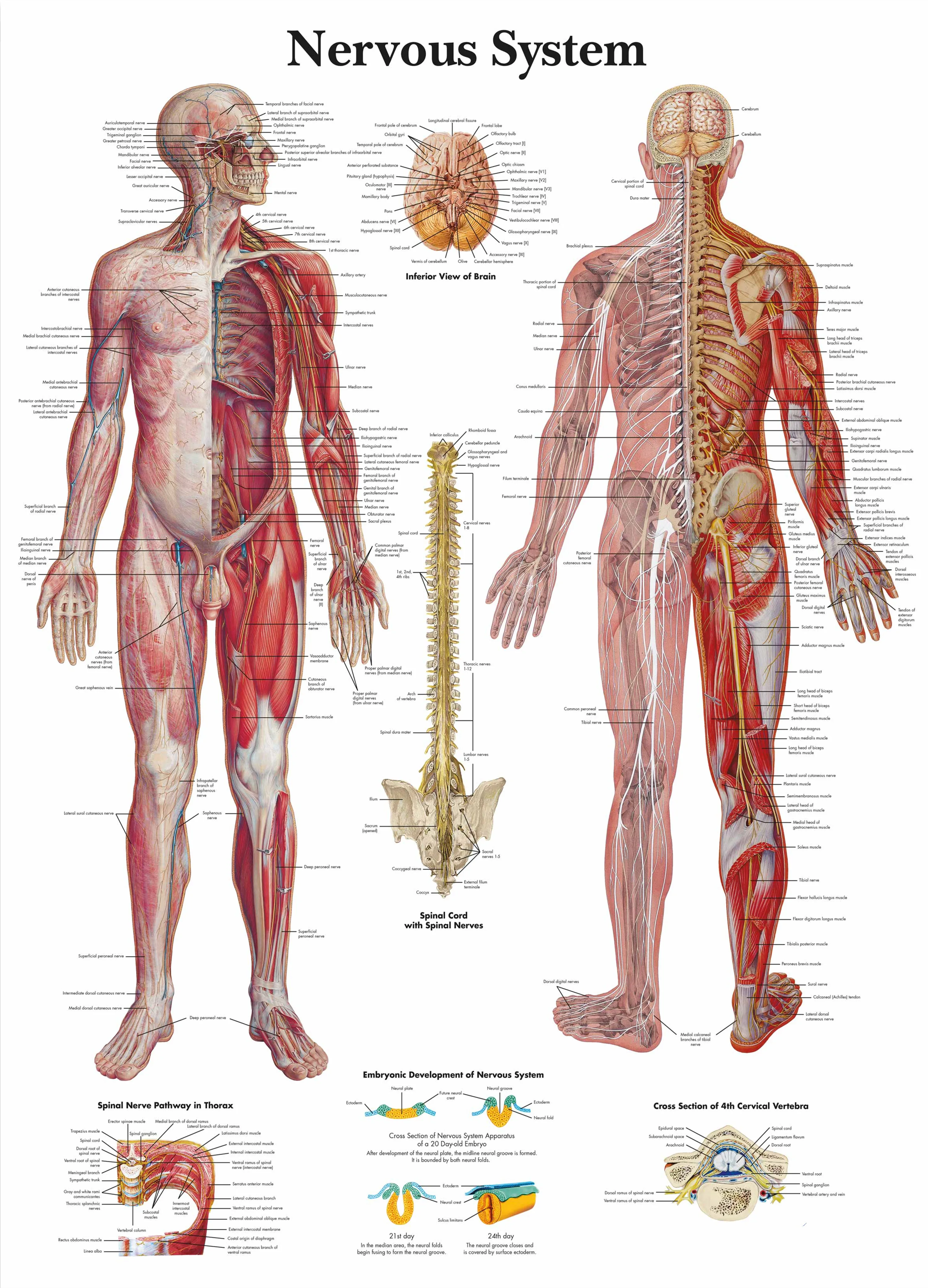 Nervous System Posters and Prints Wall Chart Human Anatomy Medical Artwork Wall Art Canvas Painting Hospital Clinic Home Decor