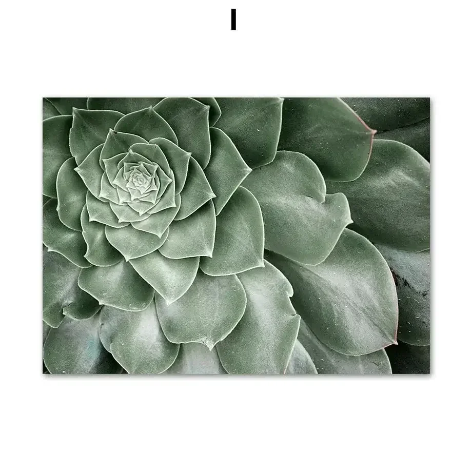 Nordic Style Botanical Wall Art  Tulip Aloe  Monstera Leaf Canvas Prints for Living Room