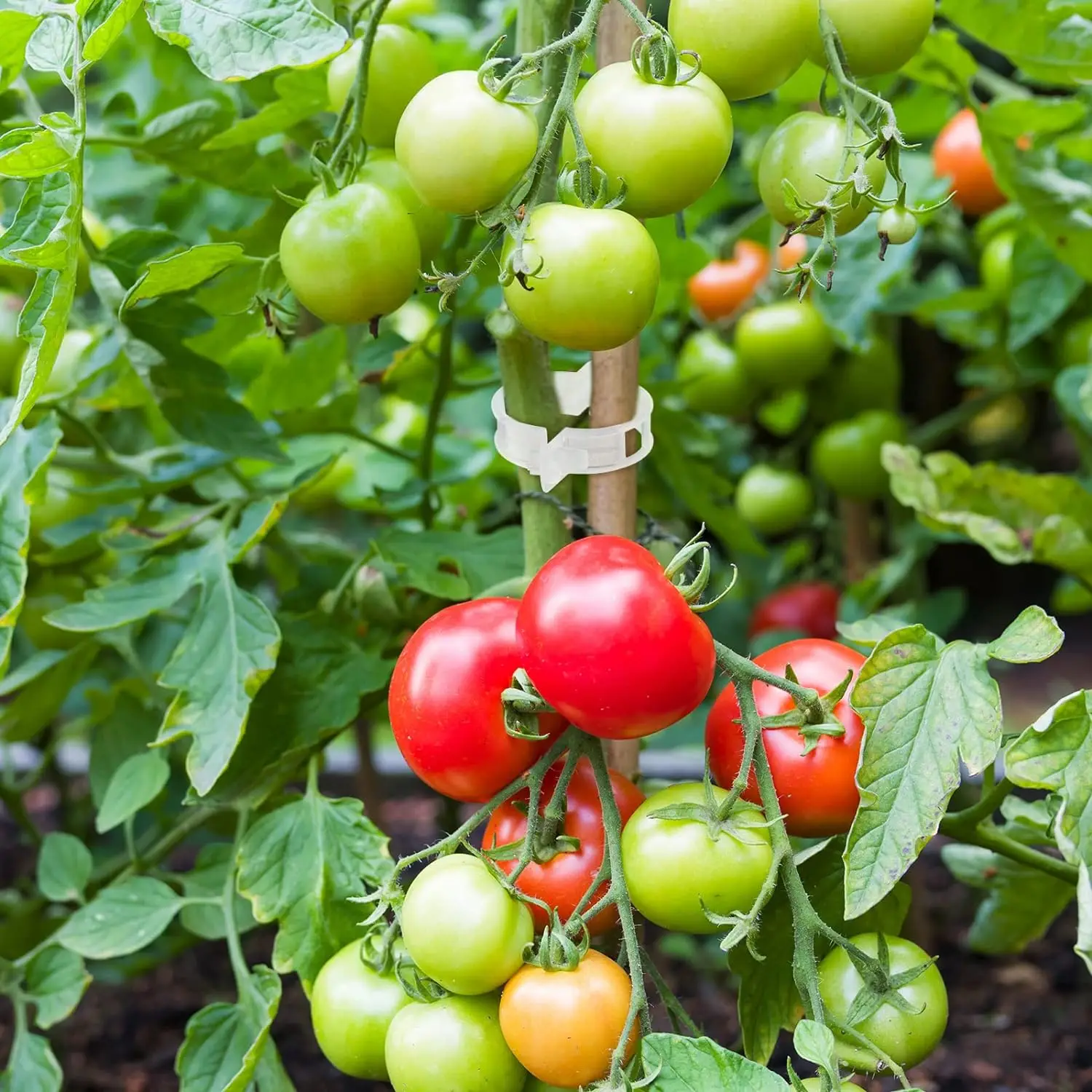 50 Stück Kunststoff Pflanzen befestigung Kletter clips wieder verwendbare Rebe Schutz Pfropfen Befestigungs werkzeug für Gurken Paprika Gemüse Tomate