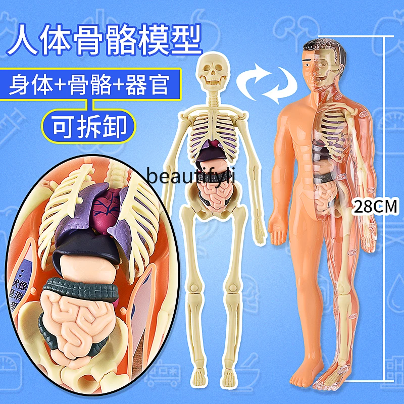 Detachable Assembled Human Model Structure Whole Body Bone Organ 3D Skeleton Medical Anatomy Simulation