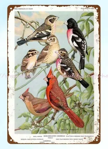 1960s GROSBEAK FINCH SPARROW CARDINAL WALTER WEBER BIRD PORTRAIT metal tin sign