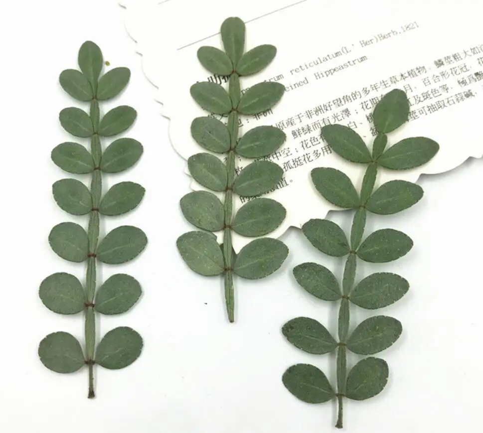 1000pcs Pressed Dried Flower Zanthoxylum piperitum Leaf Filler For Epoxy Resin Jewelry Making Postcard Frame Phone Case Craft DI