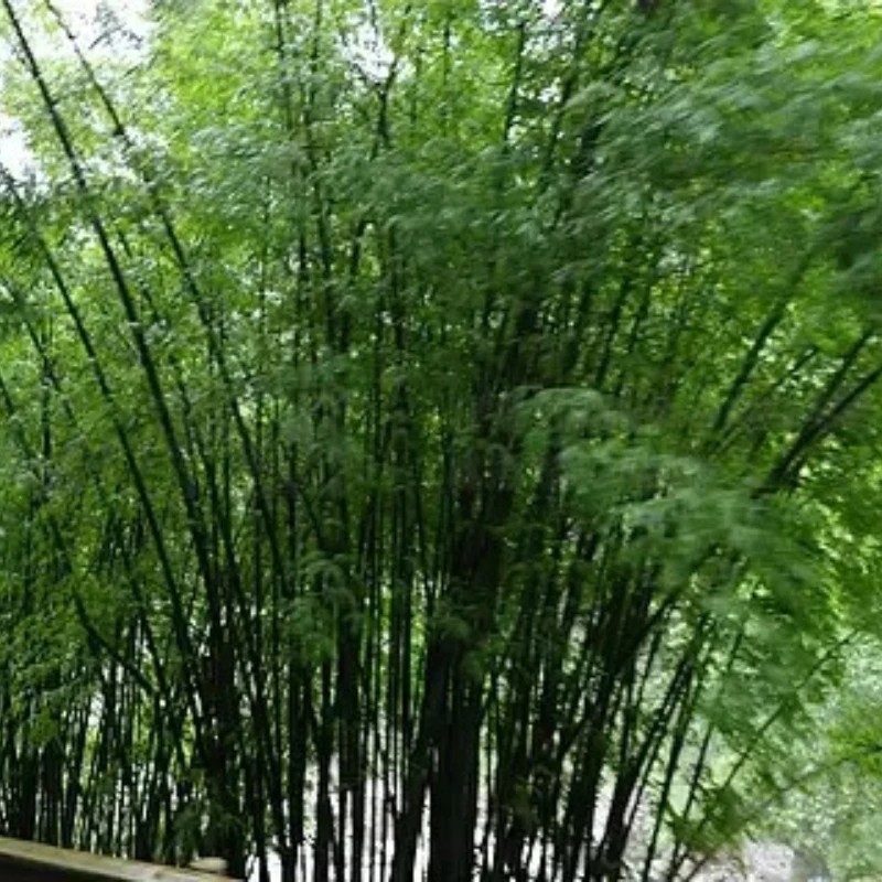 

T-Motor MINI F7 Stack OSD BMI270 MINI F7 Flight Controller W/MINI F45A 3-6S BLHeli32 4In1 ESC DShot150/300/600 for RC FPV Drone