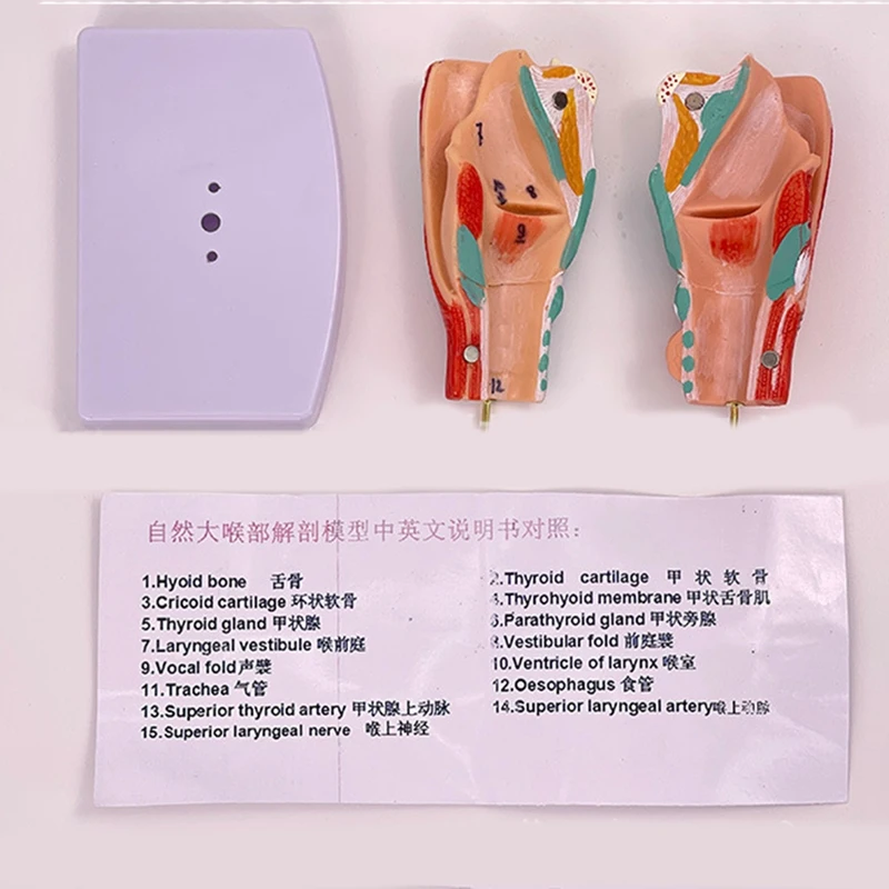 Human Throat Model, Anatomically Accurate Throat Model, Anatomy Classroom Learning Display Teaching -Model