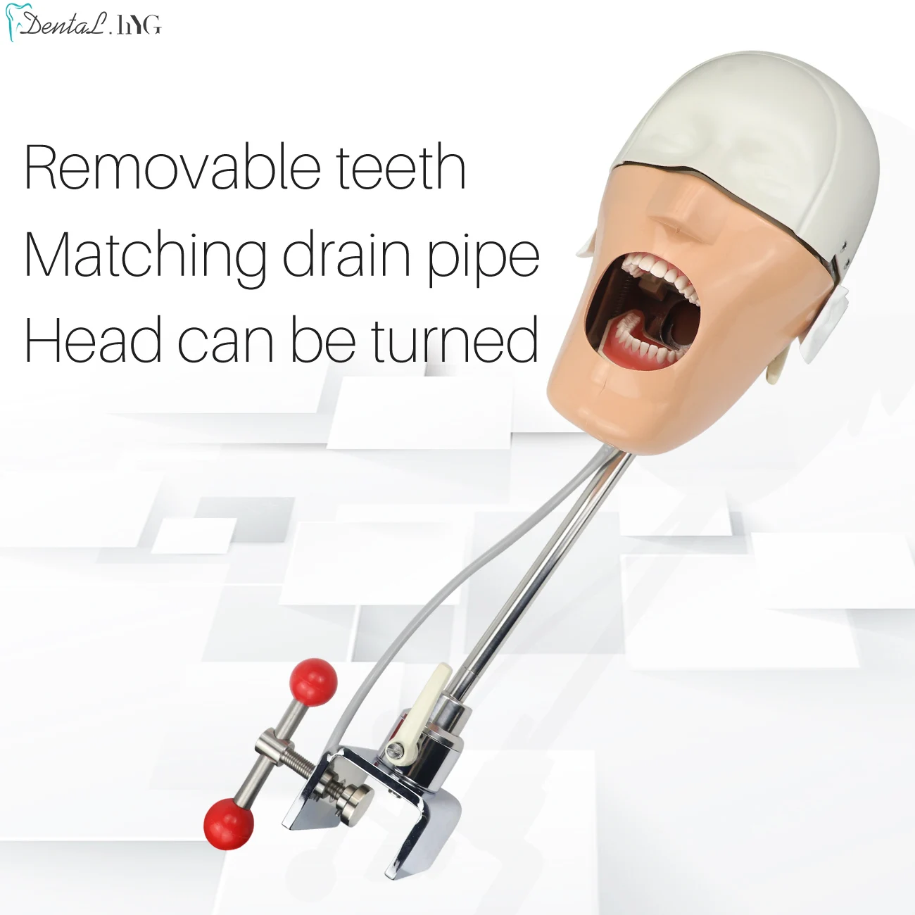 Dental Simple Human Head Model Simulation  360 Degree Adjustment Typodont Phantom Head Teeth Model for Students Practice