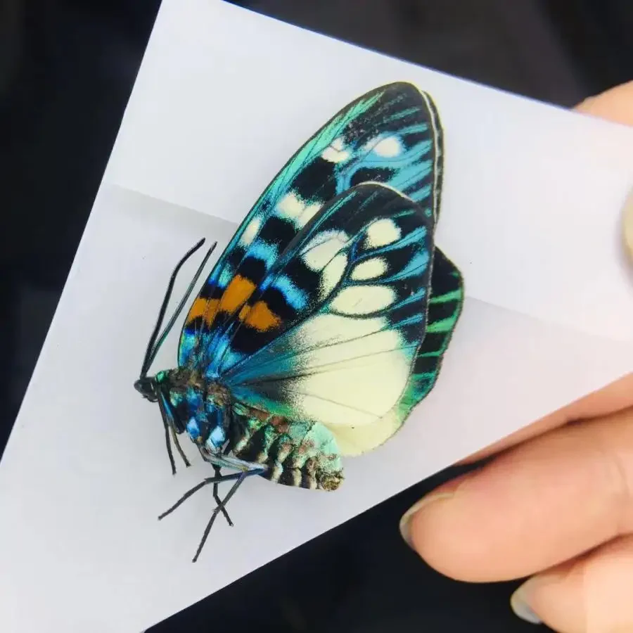 

Byasa Alcinous Klug Real Butterfly Specimen Crafts DIY Decorative Painting Popular Science Exhibition Collection Gift Home Decor