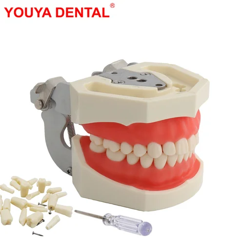 Modelo de dientes dentales para técnico Dental, práctica de entrenamiento, estudio, odontología, modelos Typodont con diente extraíble para NISSIN