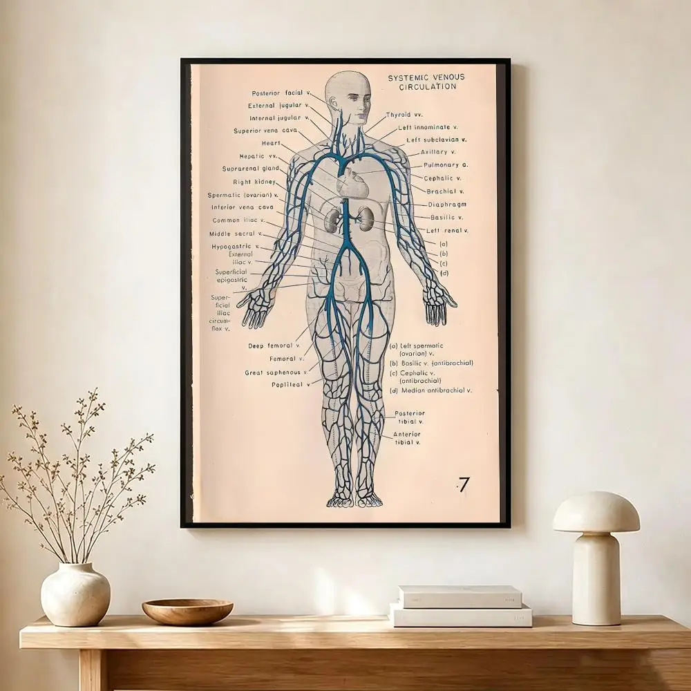 Retro Organ Systems in the Human Body Poster Wall Art Print Decorative Mural Home Decor Gift Unframed