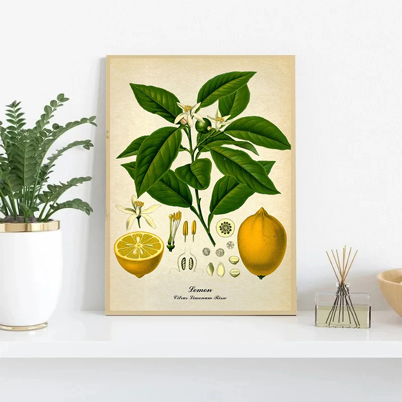 Kitchen Botanical Vintage Poster Print Canvas Painting Lemon Black Pepper Medical Plants Wall Art Pictures for Room Home Decor