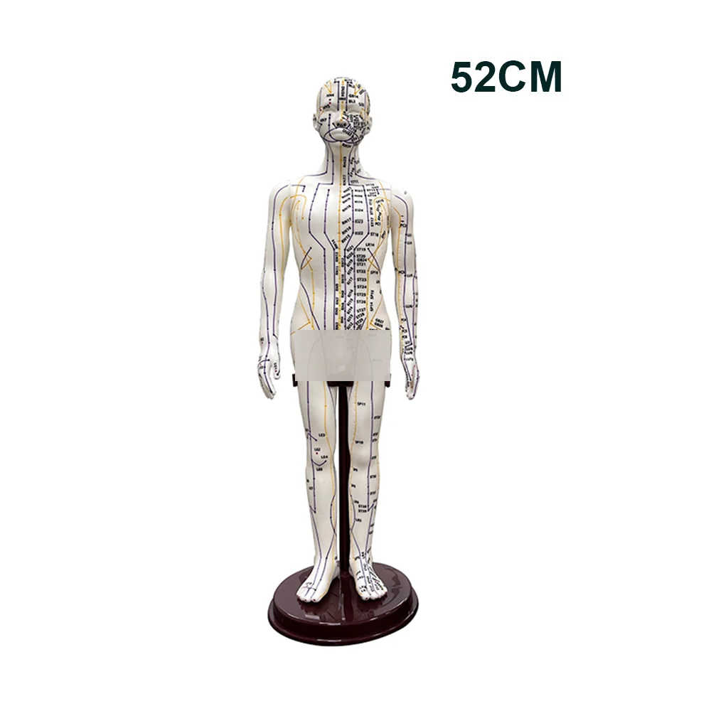 Professional Meridian Acupoint Model for TCM Teaching