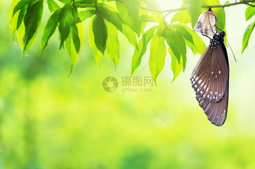 

4Pcs Tire Tyre 17mm Wheel Hex For ARRMA1/7 Firebird FELONY FSR Flying God Mustang GT Flat Running Da DA GT Tire Racing Highway