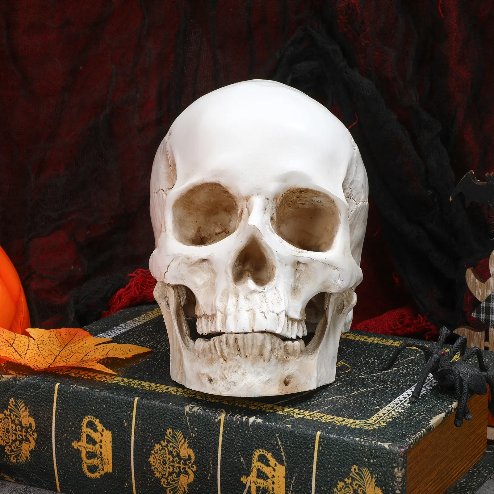 realistic-human-skull-anatomy-detachable-for-education-teaching-study-learning-anatomy-skull-model