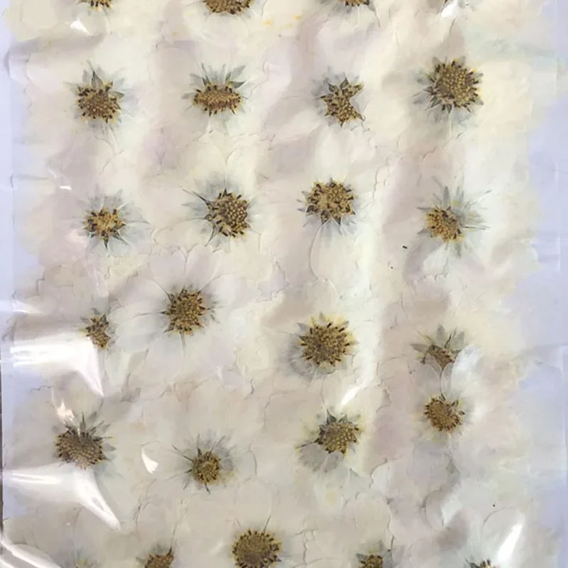 120pcs Dried Pressed 4-9cm White Cosmos Bipinnata Cav. Flower For Postcard Photo Frame Jewelry Bookmark Craft DIY Accessories