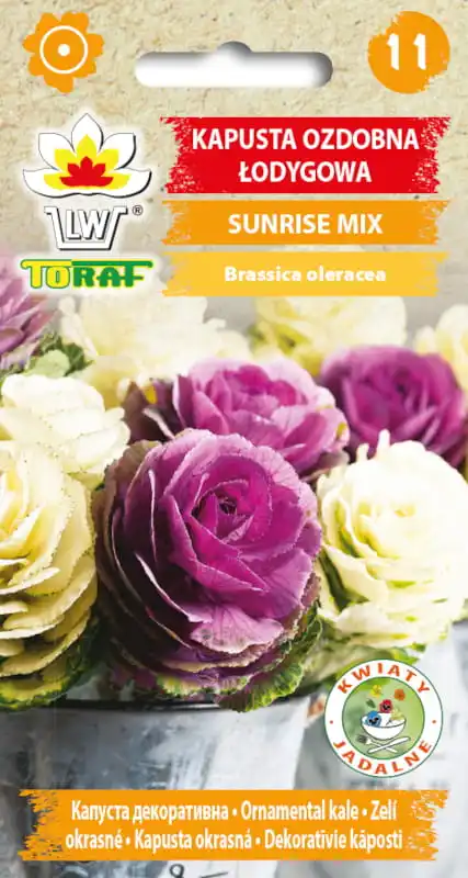 Graines de chou ornementales Sunrise Mix Color, effet rose, pour prix réduit et pot, 10 pièces