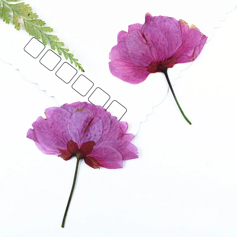 24 Stück, echte gepresste Kirschblüten, getrocknete Blumen für DIY-Handy-Lesezeichen, Grußkarten, Epoxidharz-Schmuck, Kerzenherstellung, Bastelzubehör – Detail 4