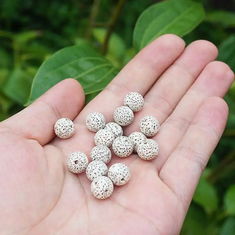 10PCS Natural Original White Star Moon Lotus Bodhi Seeds Round 9mm 10mm 12mm TSB0537