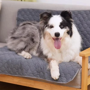 6 Mejor perro de ventas Bad - №5