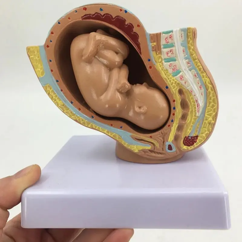 Pregnancy Anatomical Models Anatomical Pregnant Human Female Pelvis with Pregnancy 9 Months Baby Fetus Model Life Size