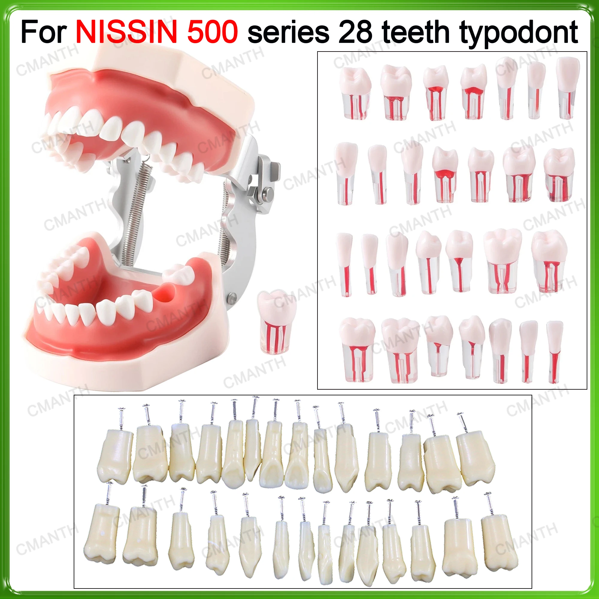 

Dental Teeth Model Endodontic Root Canal Resin Tooth Model Dentistry Replacement Screw-in Teeth 28Pcs Fit Kilgore NISSIN 500Type