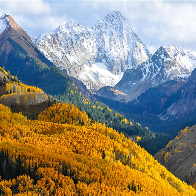 Nitree-telón de fondo para estudio fotográfico, telón de vinilo con paisaje Natural, bosque de pino, nieve, montaña, accesorios de fotografía