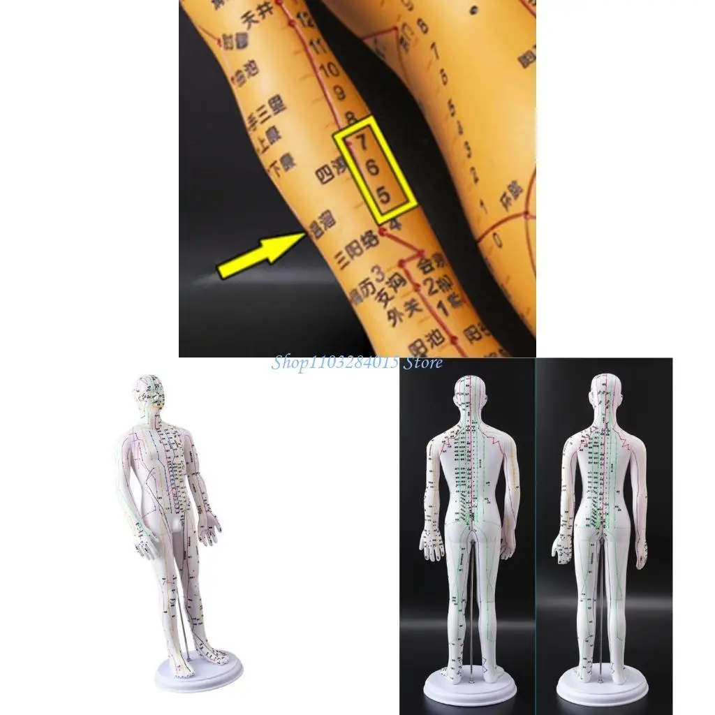 

R6FF Male Acupuncture Model Female Acupuncture Model with Numbered Chinese Points