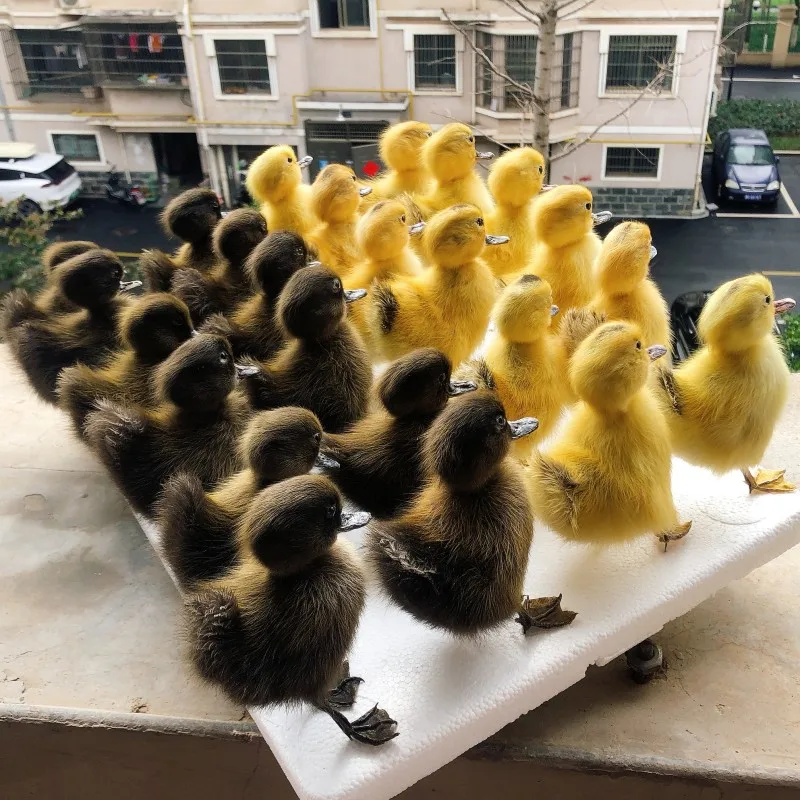 A Real Stuffed Chinese Duck, Tasseled Animal Specimen, Teaching and Decoration