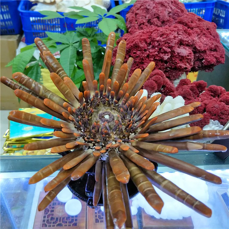 Creative Home Decor with 21-26cm Natural Conch Shell, Seafloor Plants Theme, Combined with Coralline Algae and Stone Pencil Urch