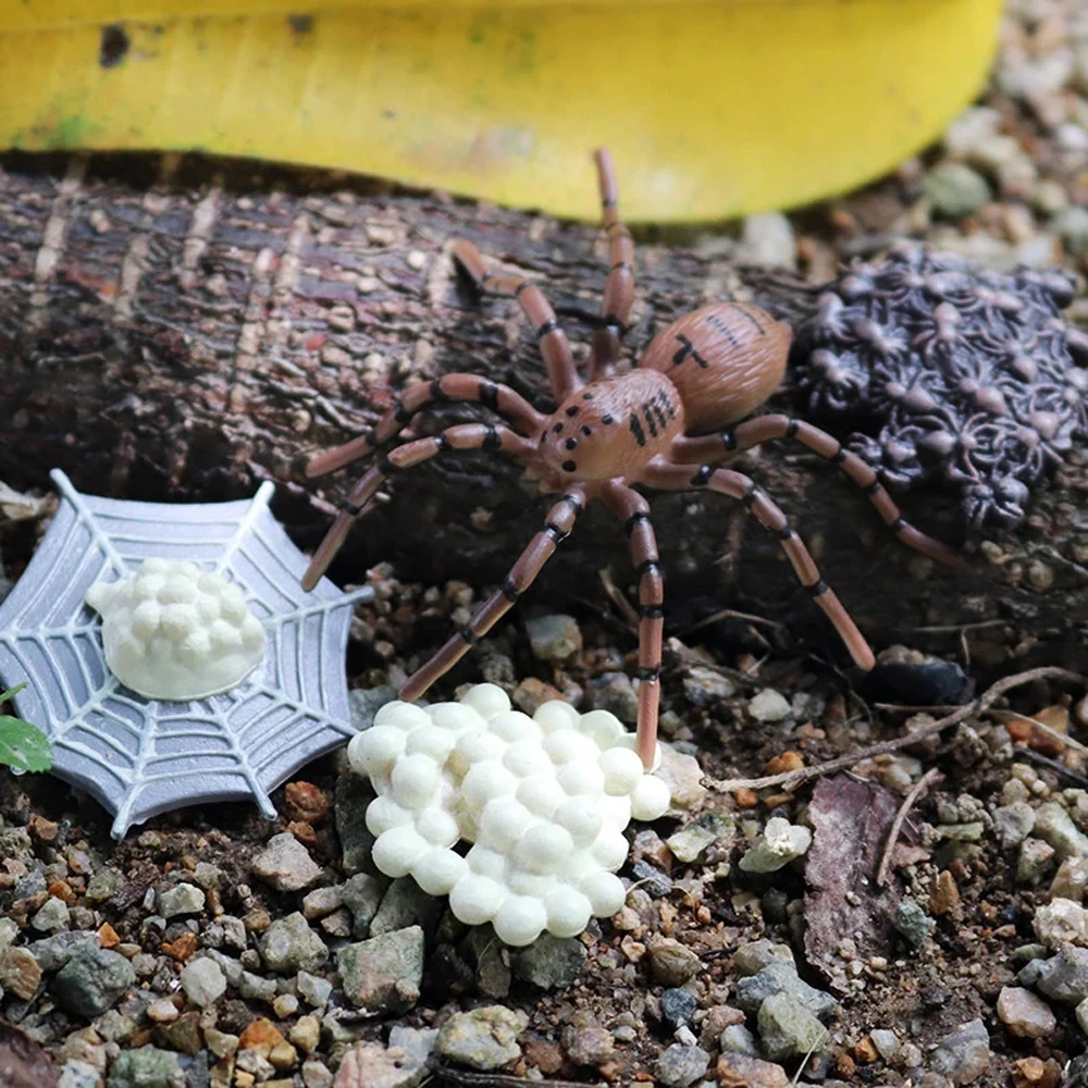 Biología insectos animales modelos de plástico araña pollo ciclo de crecimiento modelo ciclo de vida estatuilla simulación animales figuras de acción