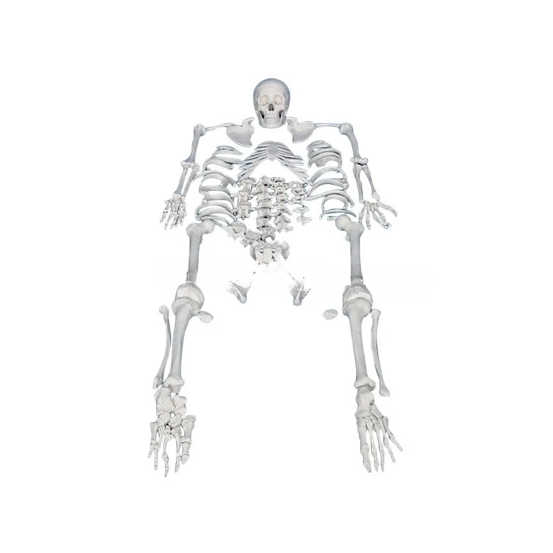 Manufacturers use about 200 bones to remove human bones