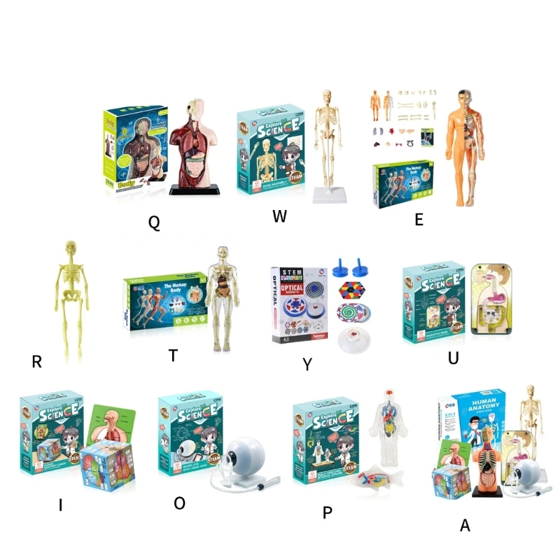 Human Anatomical Body Model Medical Torso Anatomy Model Skeleton Removable Parts Education Organs Model for Kids