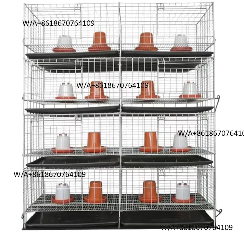 Automatic design of H-shaped broiler cages saves space and increases farm productivity