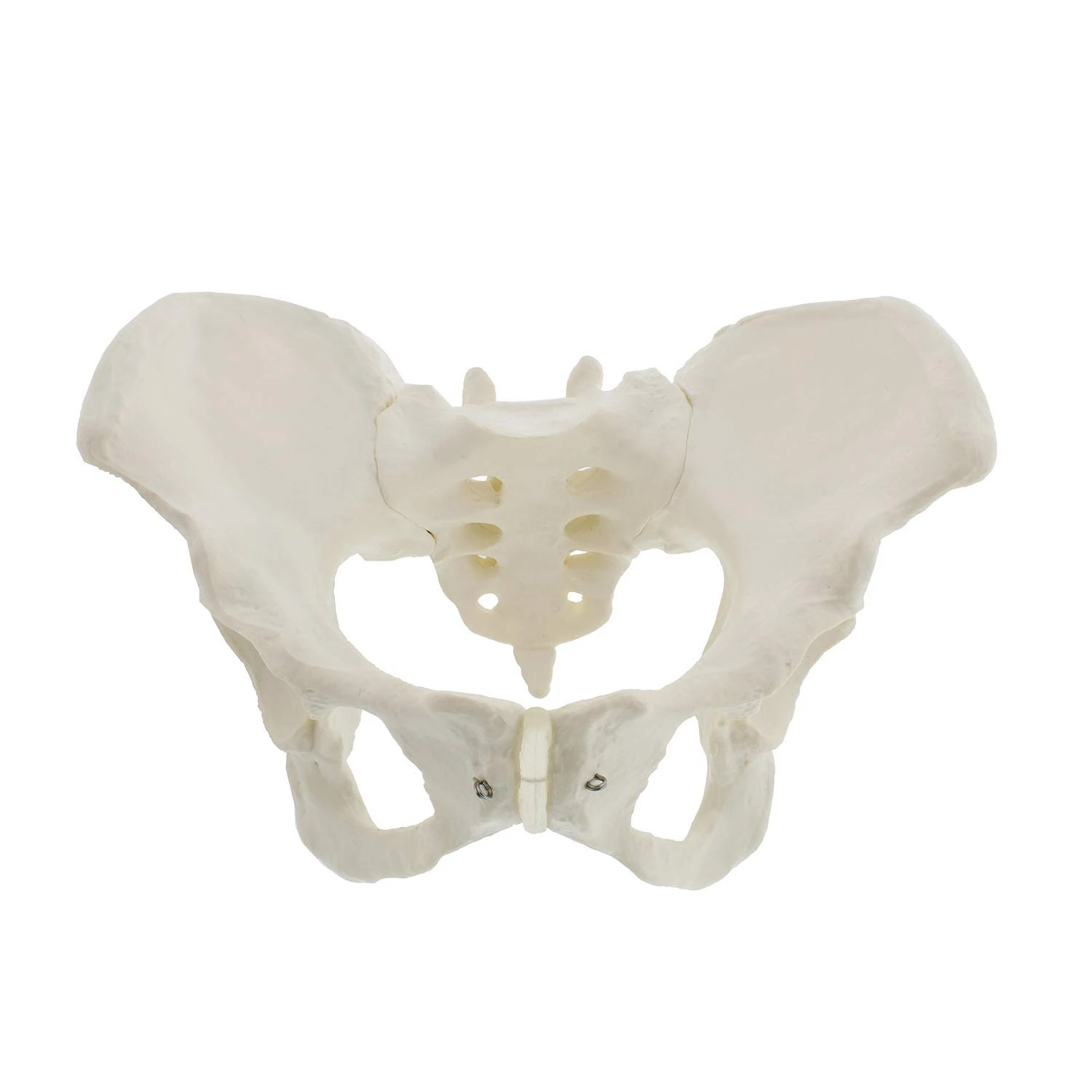 Life Size Female Pelvis Model, Hip Model - Female Anatomy Model, Hip Bone Pelvic Model Female Anatomical Model