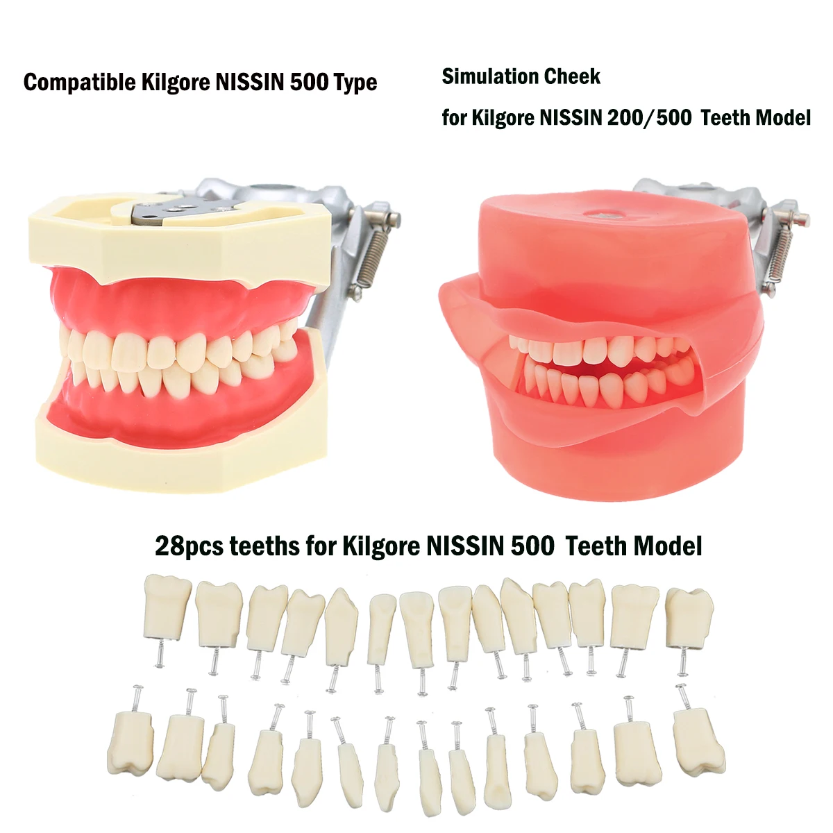 Dentystyczny Model zębów wkręcany do wymiany zębów kompatybilny NISSIN 500 typ do szkolenia przygotowawczego do stomatologii uczyć materiał żywiczny