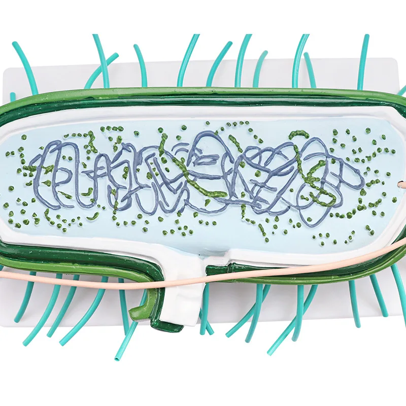 Lab Virus Model for Teaching, 29.5*19.5*9cm, Detailed Structure Instructional Equipment