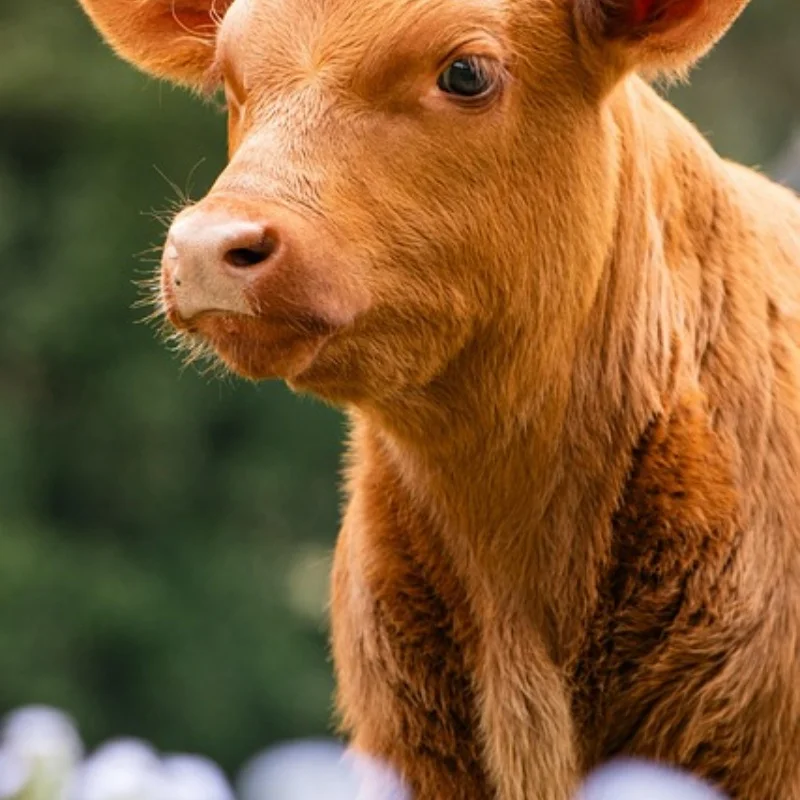 

Набор шестигранных отверток RC - 16 шт. Набор шестигранных шестигранных отверток Набор шестигранных гаечных ключей Инструмент отвертки для радиоуправляемого автомобиля Trxs Helicopte