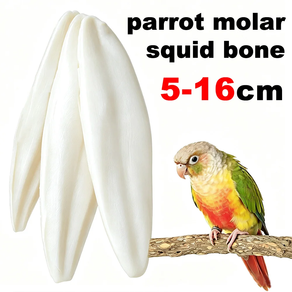 Natural Cuttlebone Chew Toy 1pc for Parrots Budgies, Beak Grinding Calcium Supplement for Birds Hamsters Small Pets