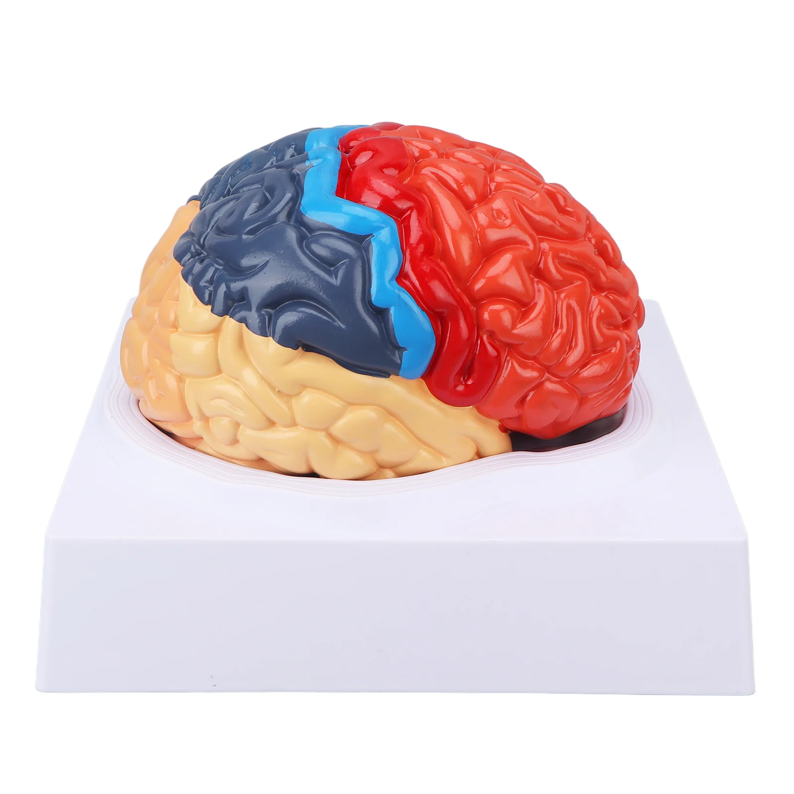 Anatomical Human Brain Model Cerebral Artery Color Partitioned Left Right Brain Assembled Model for Learning Q