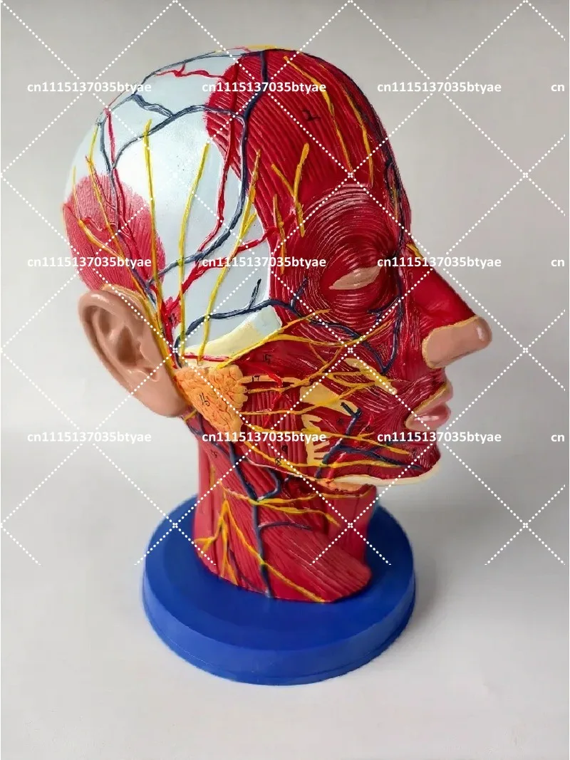 Facial Injection Training Model Head Anatomical Teaching Aid with Neurovascular Muscle Structure for Aesthetic Practice Simulati