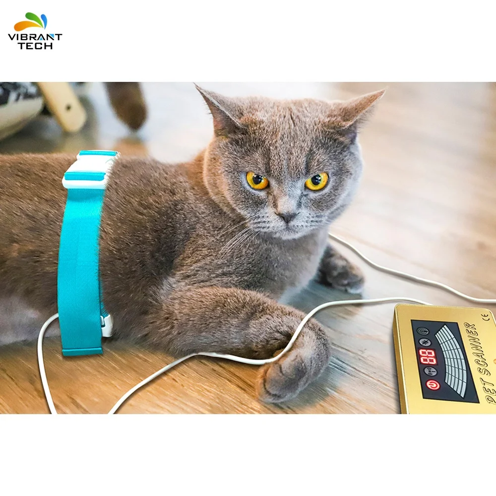 Магнитный резонанс для домашних животных для собак и кошек