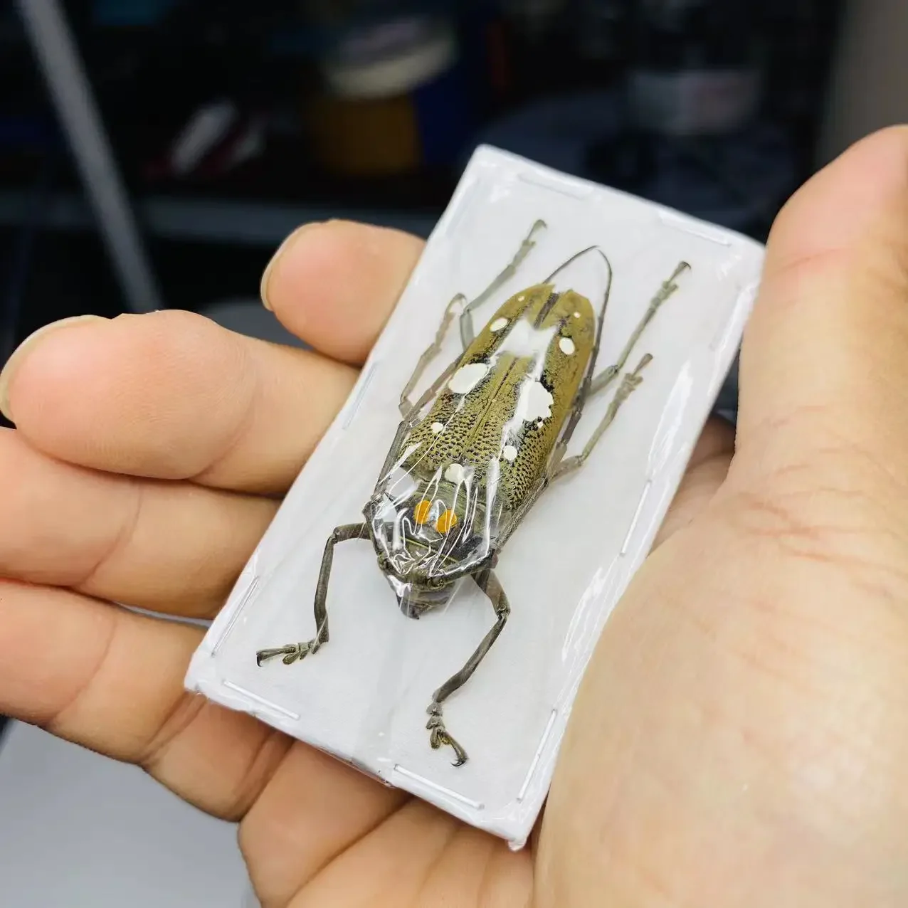 

Batocera Celebiana настоящие образцы насекомых, механические образцы в стиле панк, поделки своими руками, украшение для дома, обучающая скульптура для исследования