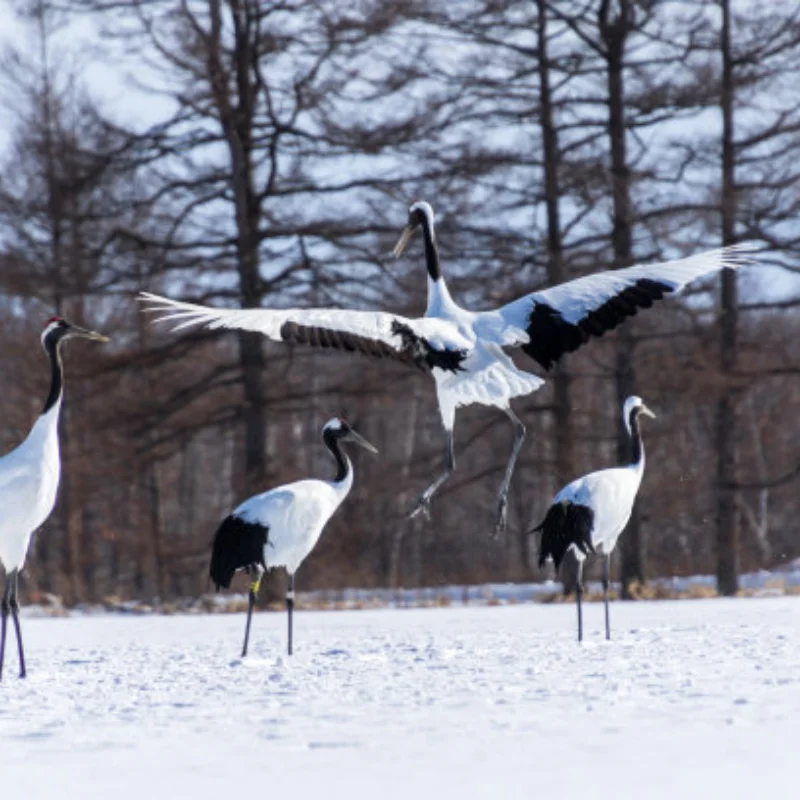 

Для Arrma 1/14 Typhon Grom Small Typhoon шины, шины для копания песка, снежных шин, пляжных шин