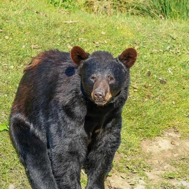 

Metal C-mount for 1/10 Tamiya RC Off-road Vehicle Fighter NXGEN DT04 58741 DIY Parts