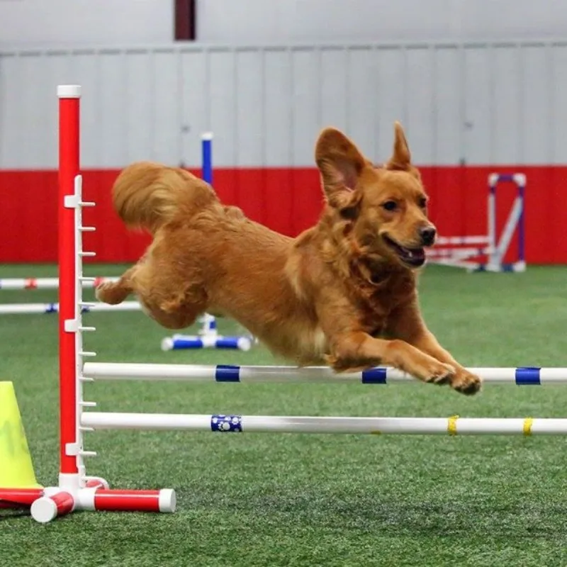 

Dog Agility Jump Hurdle Pet Training Products Dog Agility Equipment Pet Products For Dog Training