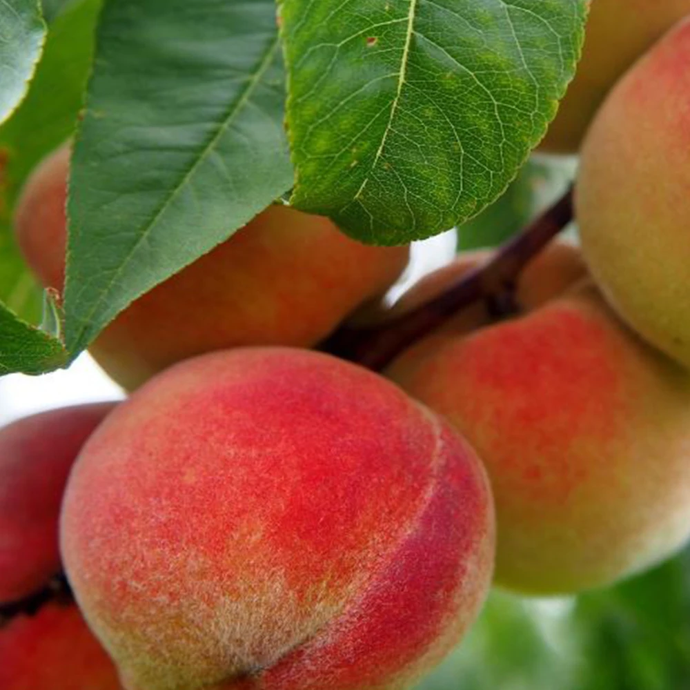 كراكل خوخ 4 كجم مقاس كبير