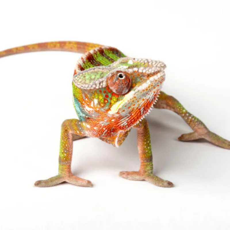 

4PCS Green plastic wheel hub 1.9" Rubber Rock Tyres Wheel Tires for 1:10 RC Crawler Car Axial SCX10 90046 AXI03007 TRX4 Redcat